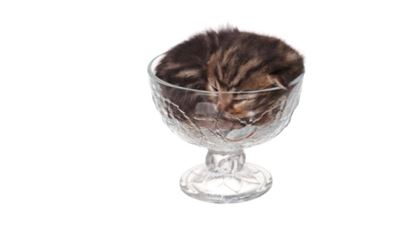 IgNobels reward coffee fluid dynamics and liquid cats