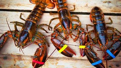 Surf and turf: replacing plastic laminates