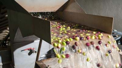 An olive branch for a circular economy