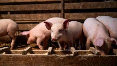 Animal welfare experts renew call on UK government to ban CO2 for pig stunning