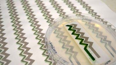 Living solar panel printed on paper