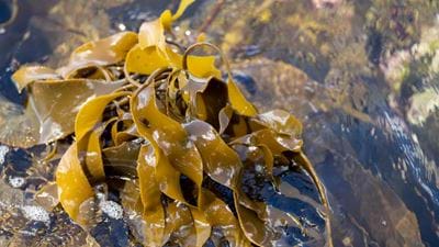 Seaweed farm grown between North Sea wind turbines collects first harvest 