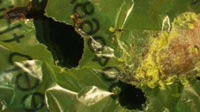 Caterpillars might not break down plastic after all