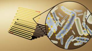 Cyborg bacteria make chemicals from sunlight